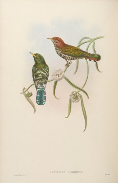 Chalcites hodgsoni de John Gould